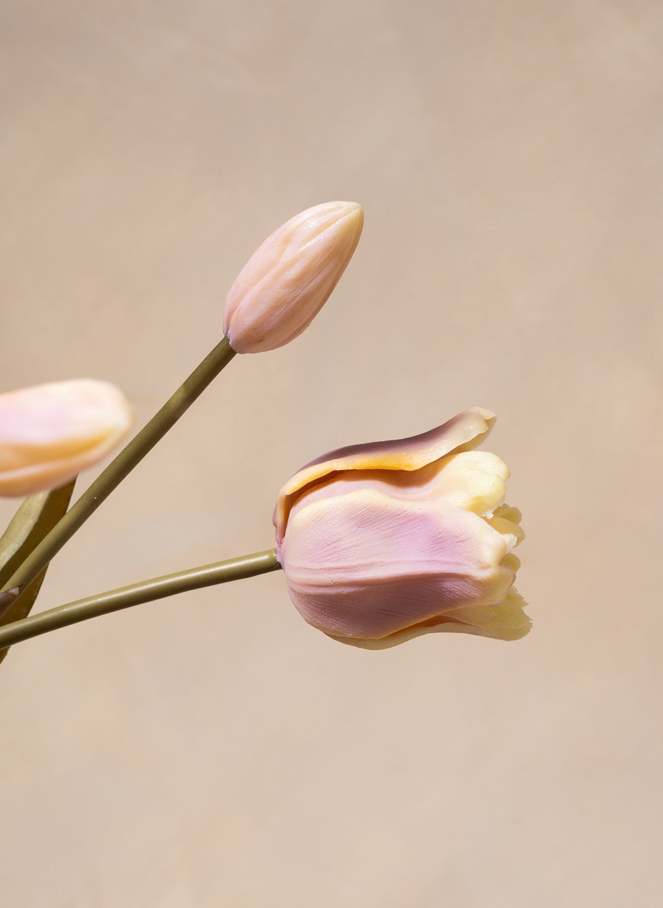 Papageien-Tulpen - Violett