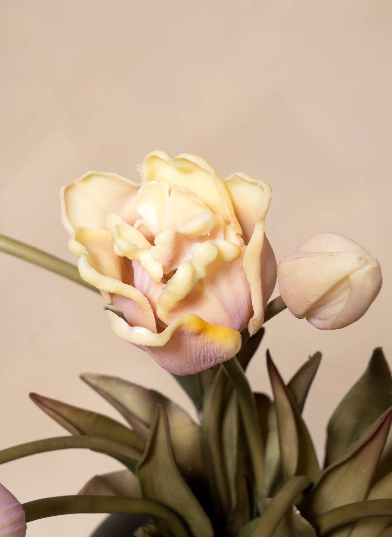 Papageien-Tulpen - Violett