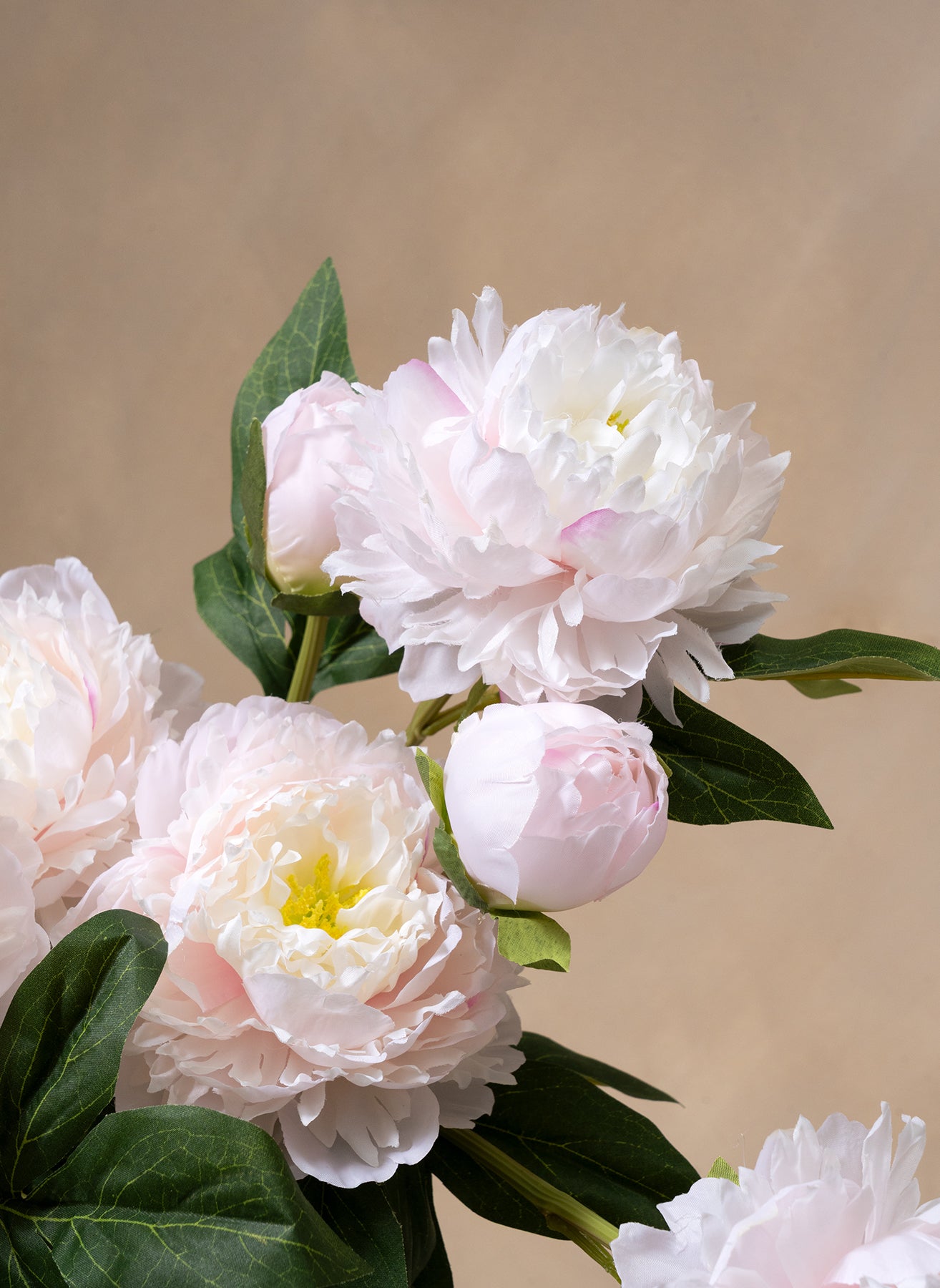 Seiden-Pfingstrosen - Hellrosa