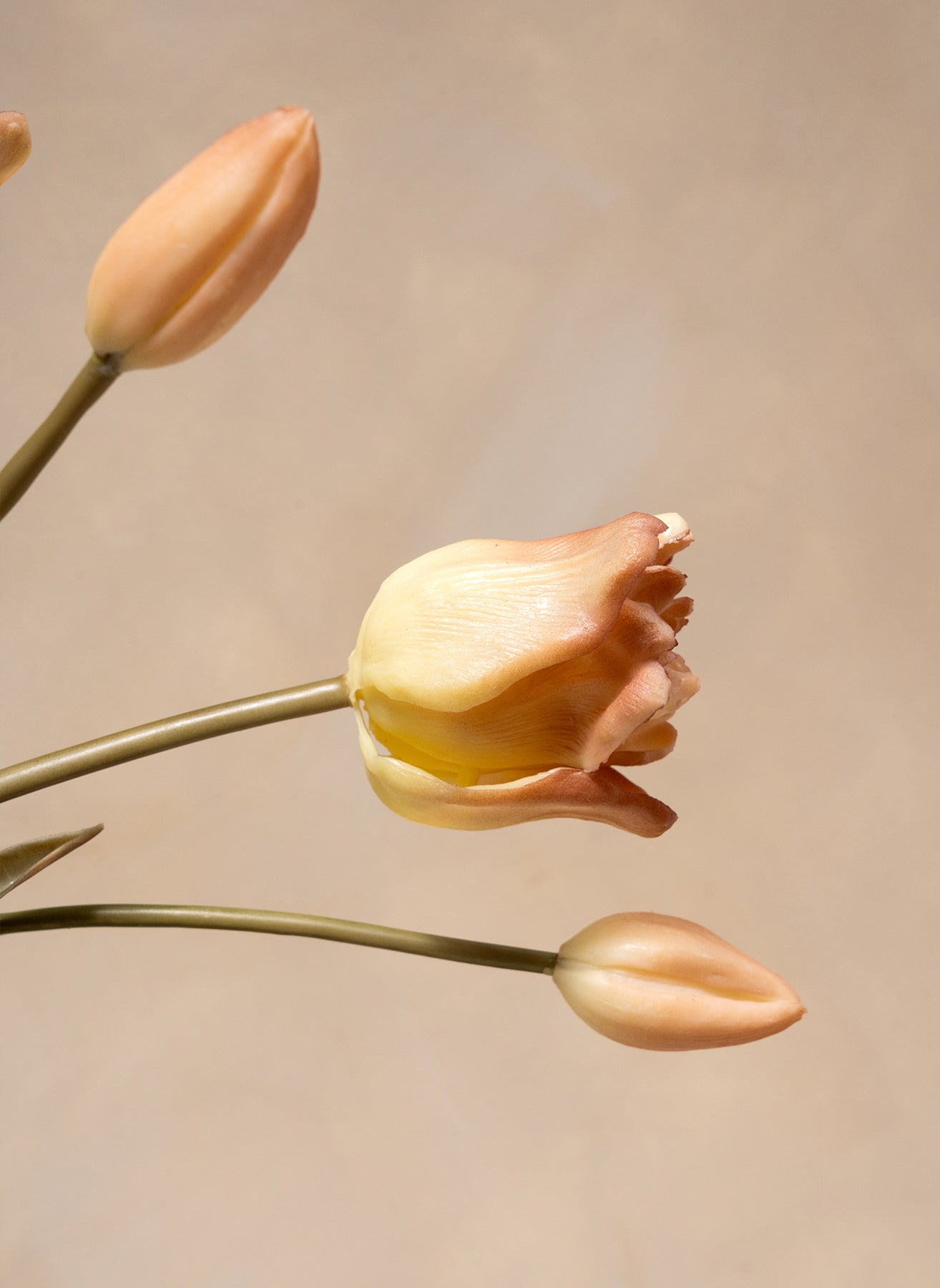 Papagei Tulpen - Kaffee