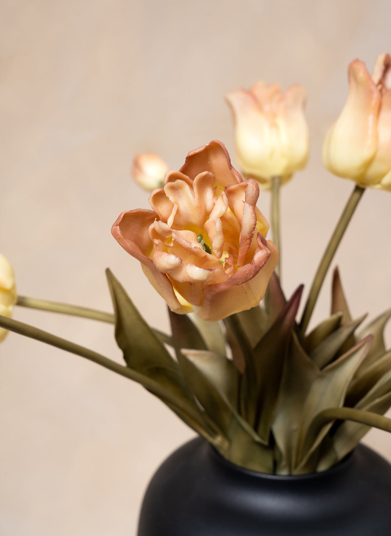 Papagei Tulpen - Kaffee