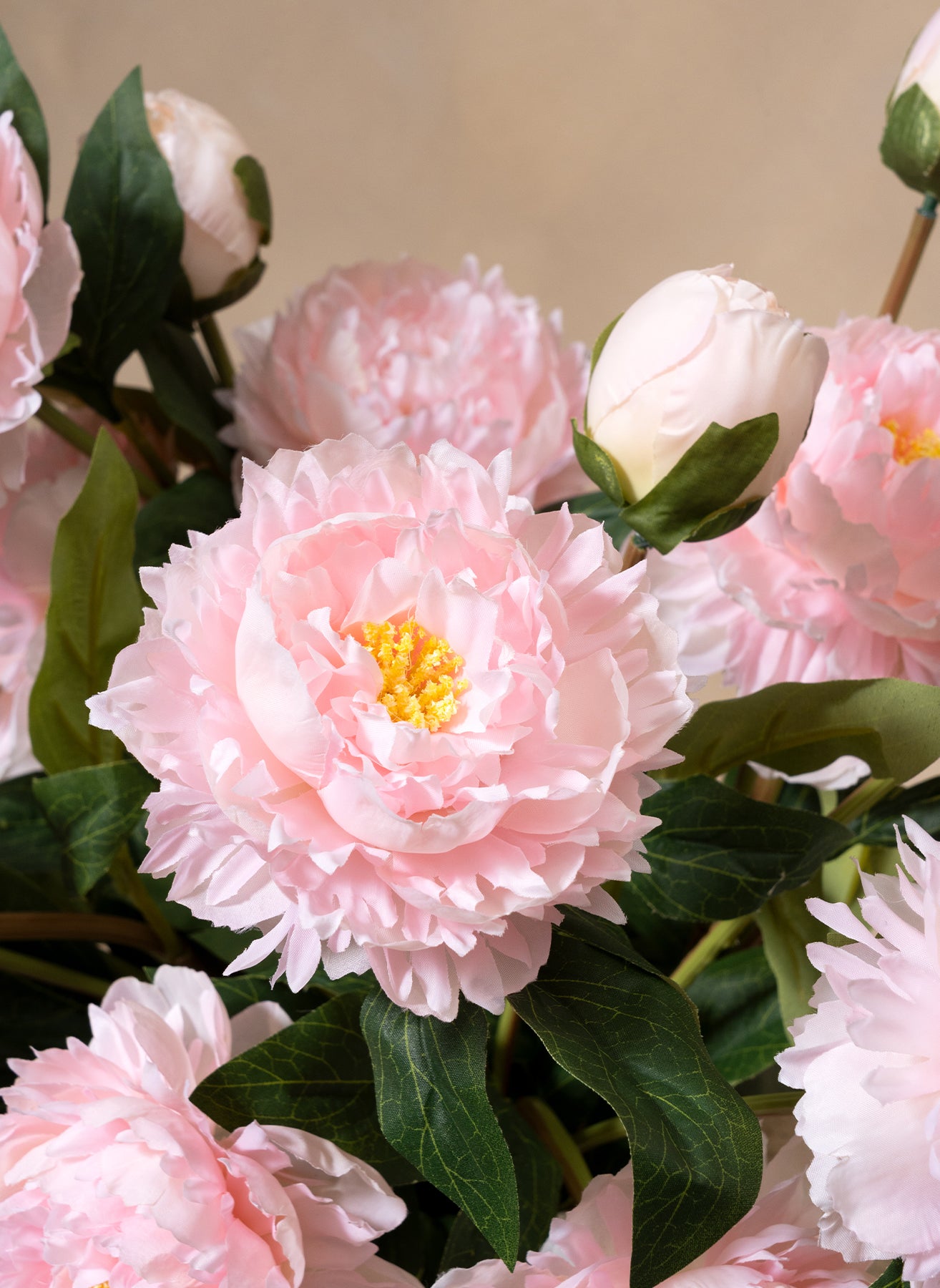 Seiden-Pfingstrosen - Rosa