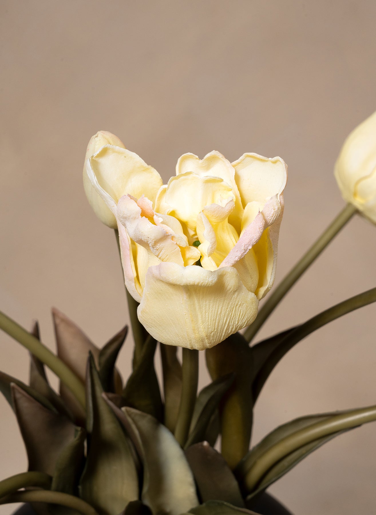 Papagei Tulpen - Elfenbein