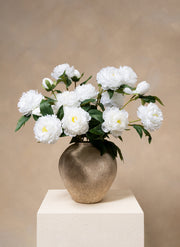 Seiden-Pfingstrosen - Weiß