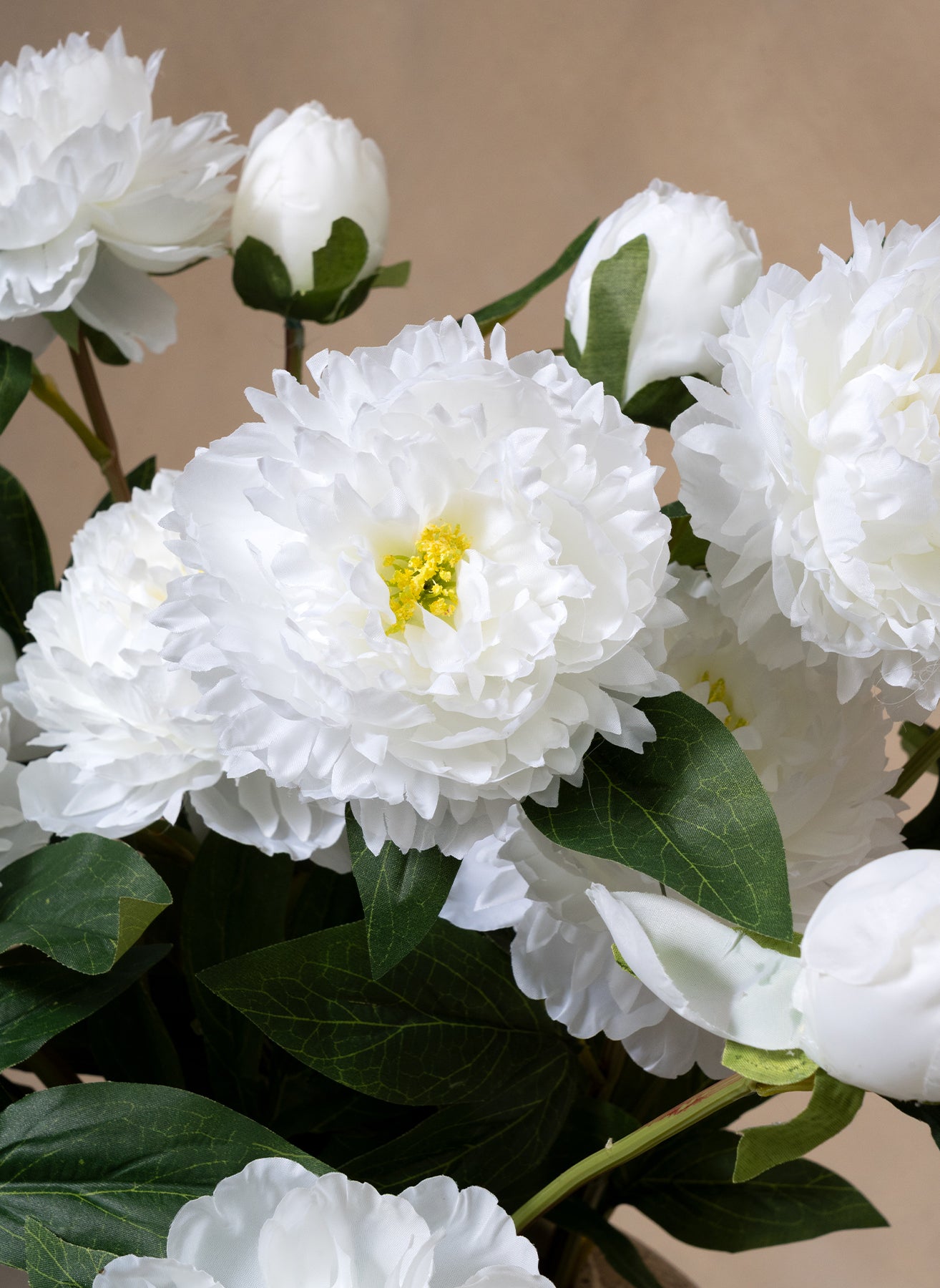 Seiden-Pfingstrosen - Weiß