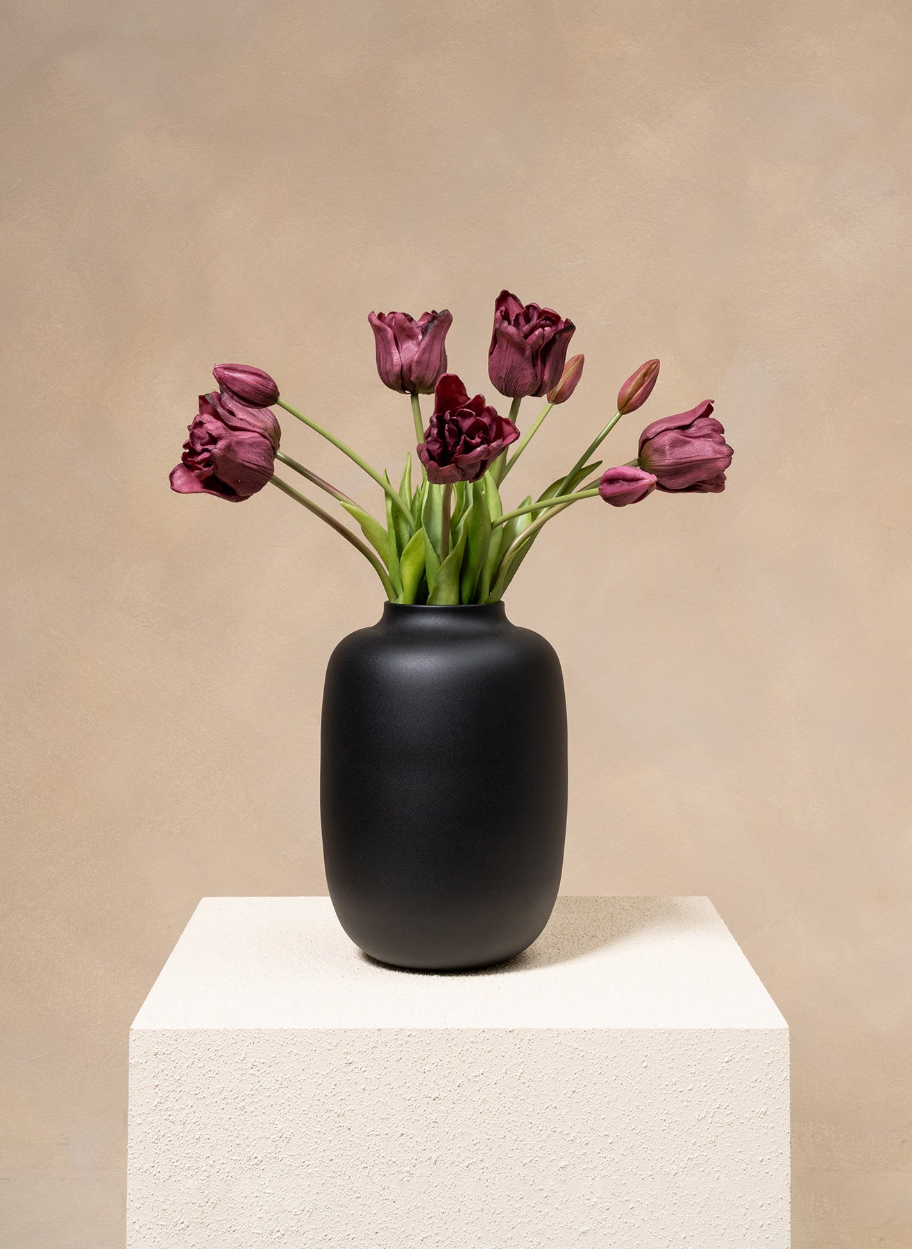 Papagei Tulpen - Lila