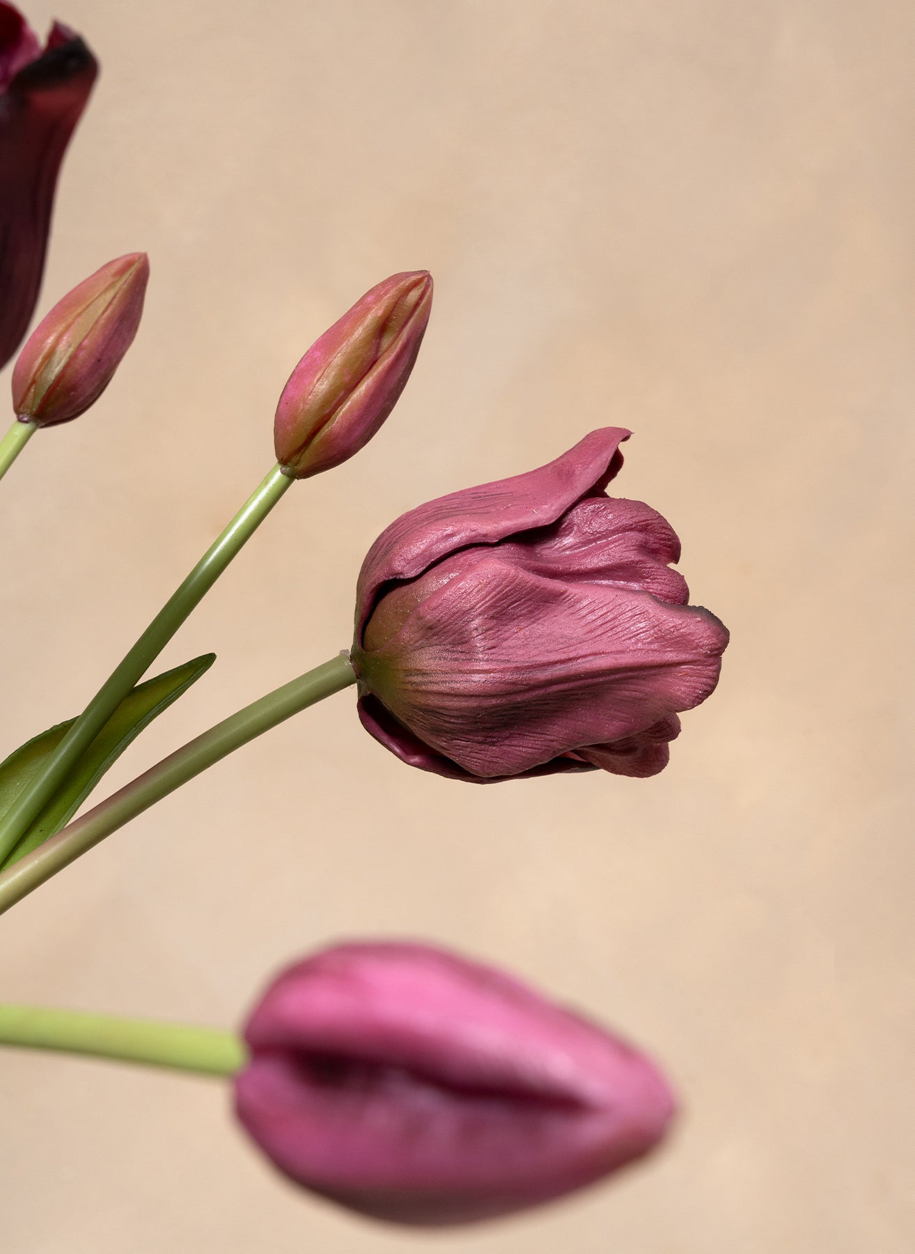 Papagei Tulpen - Lila