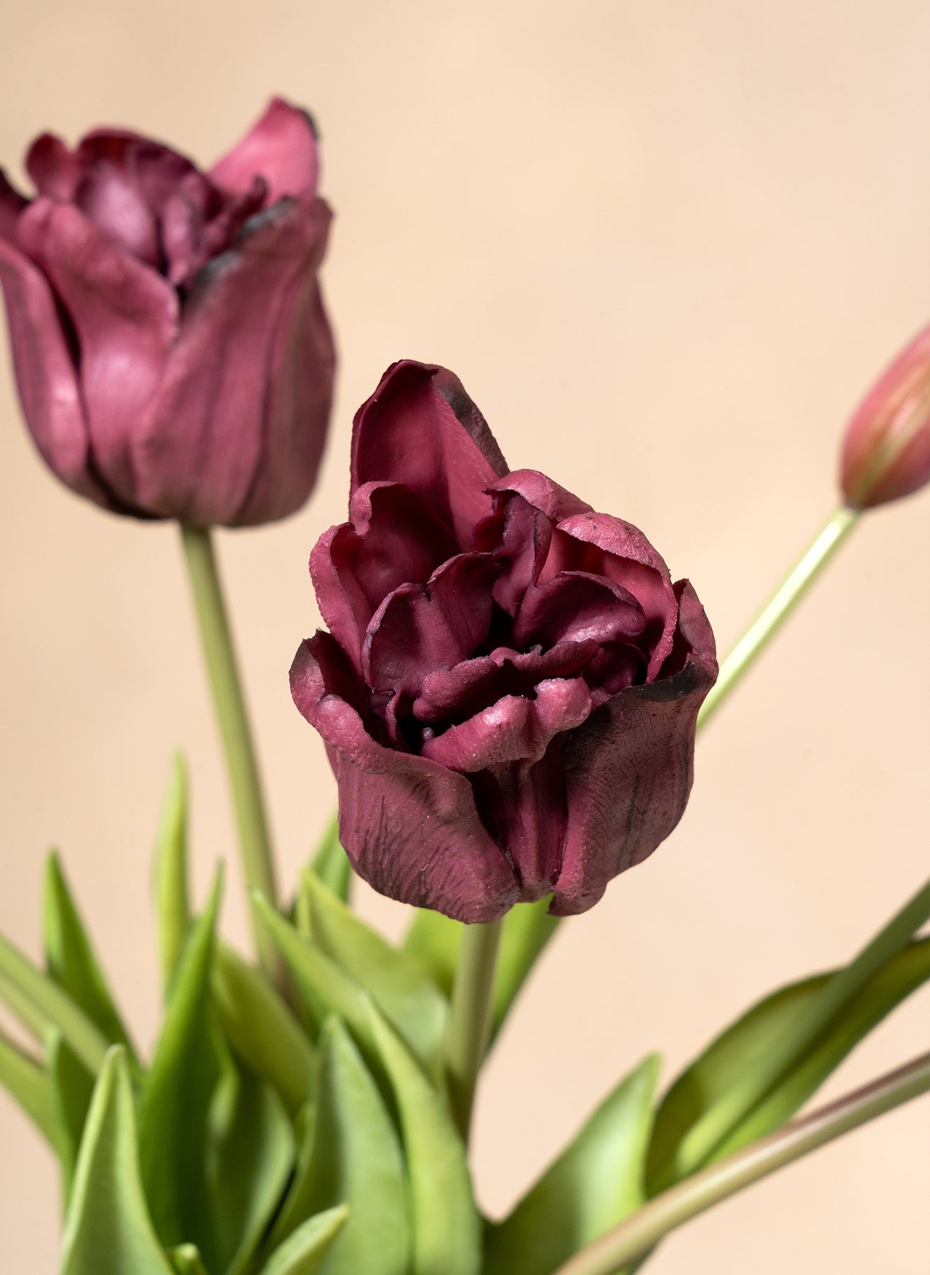 Papagei Tulpen - Lila