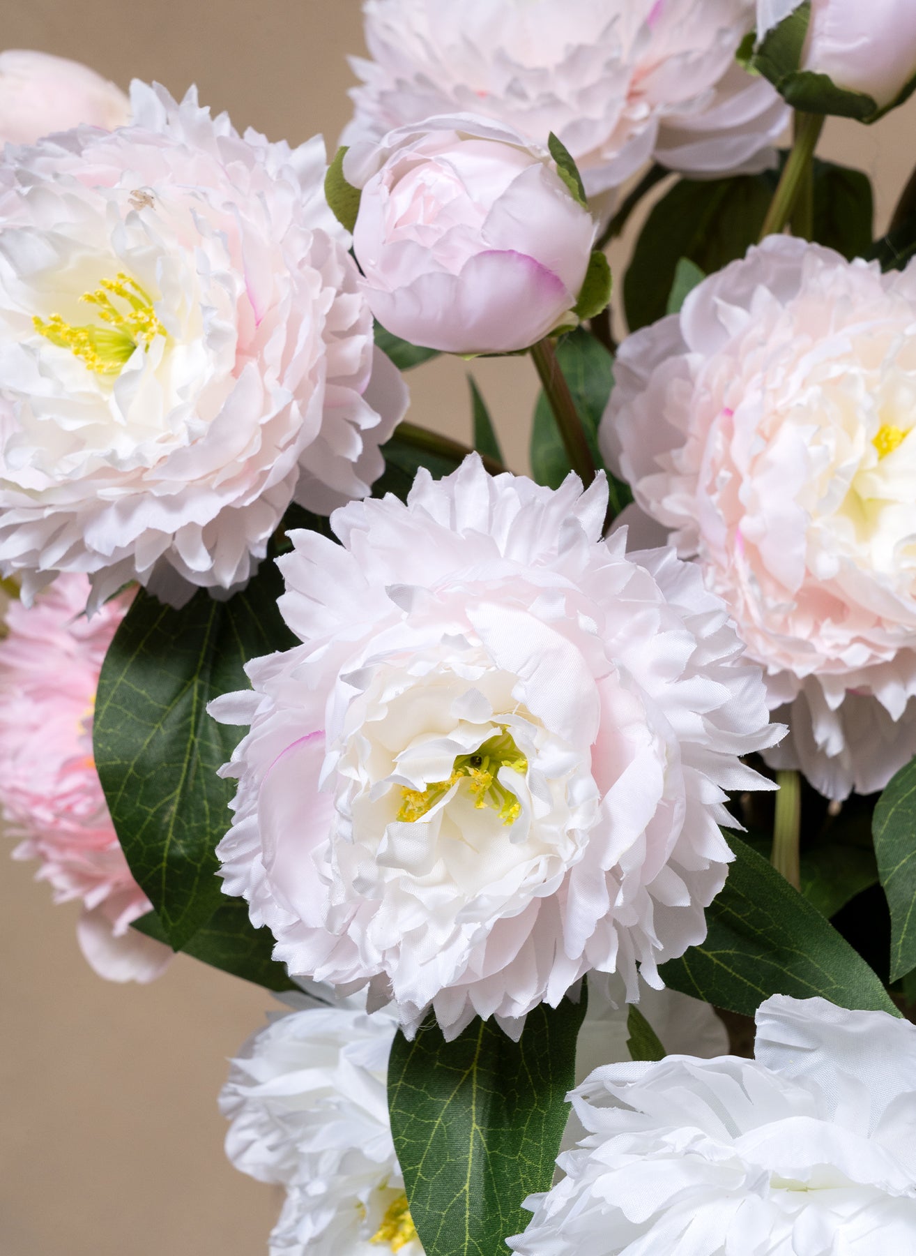 Seiden-Pfingstrosen - Mix