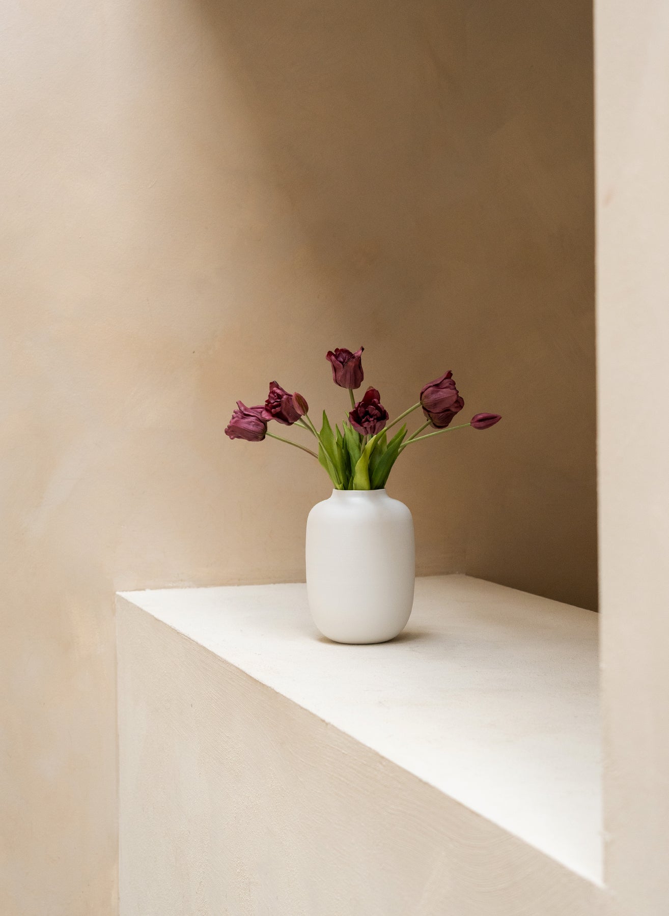 Papagei Tulpen - Lila