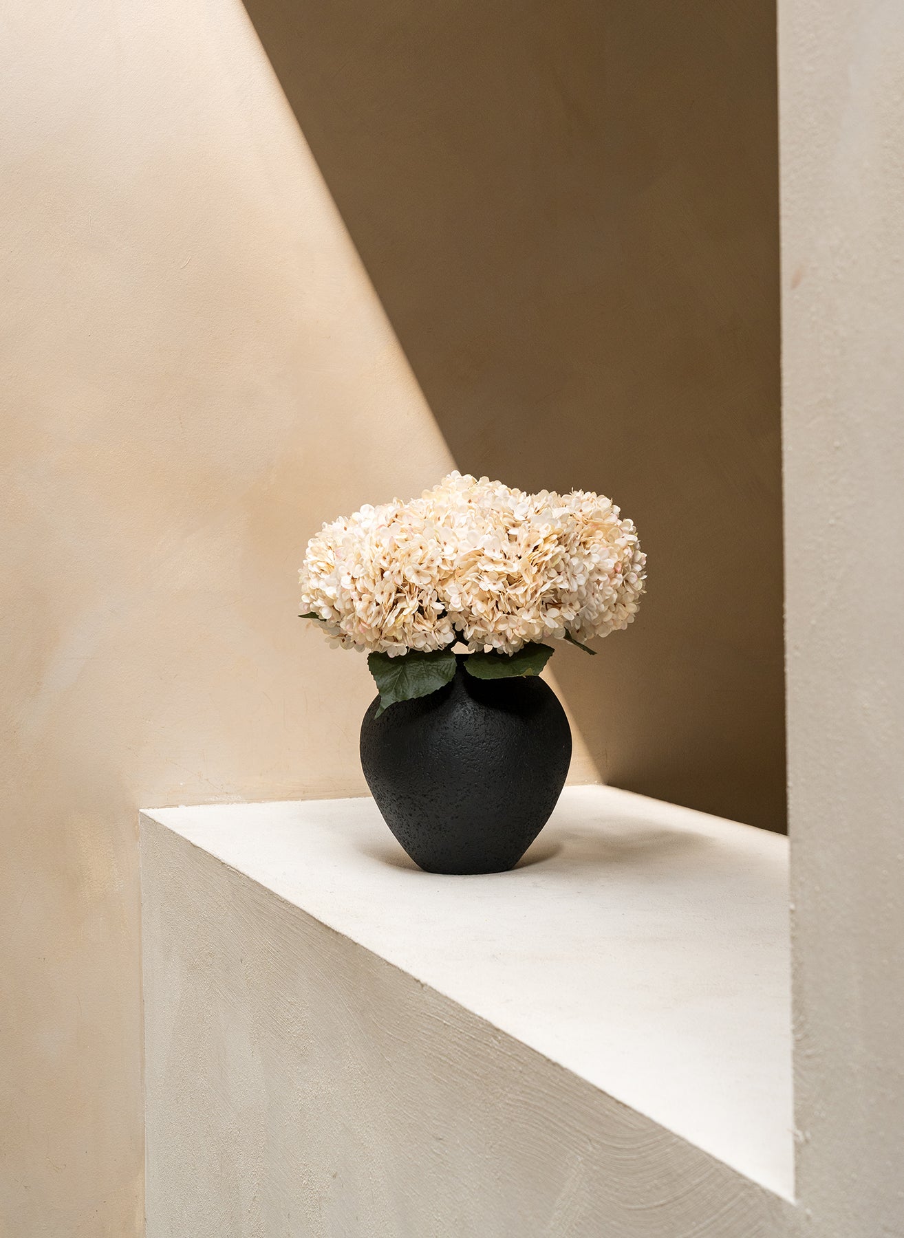 Große Seidenhortensie - Creme