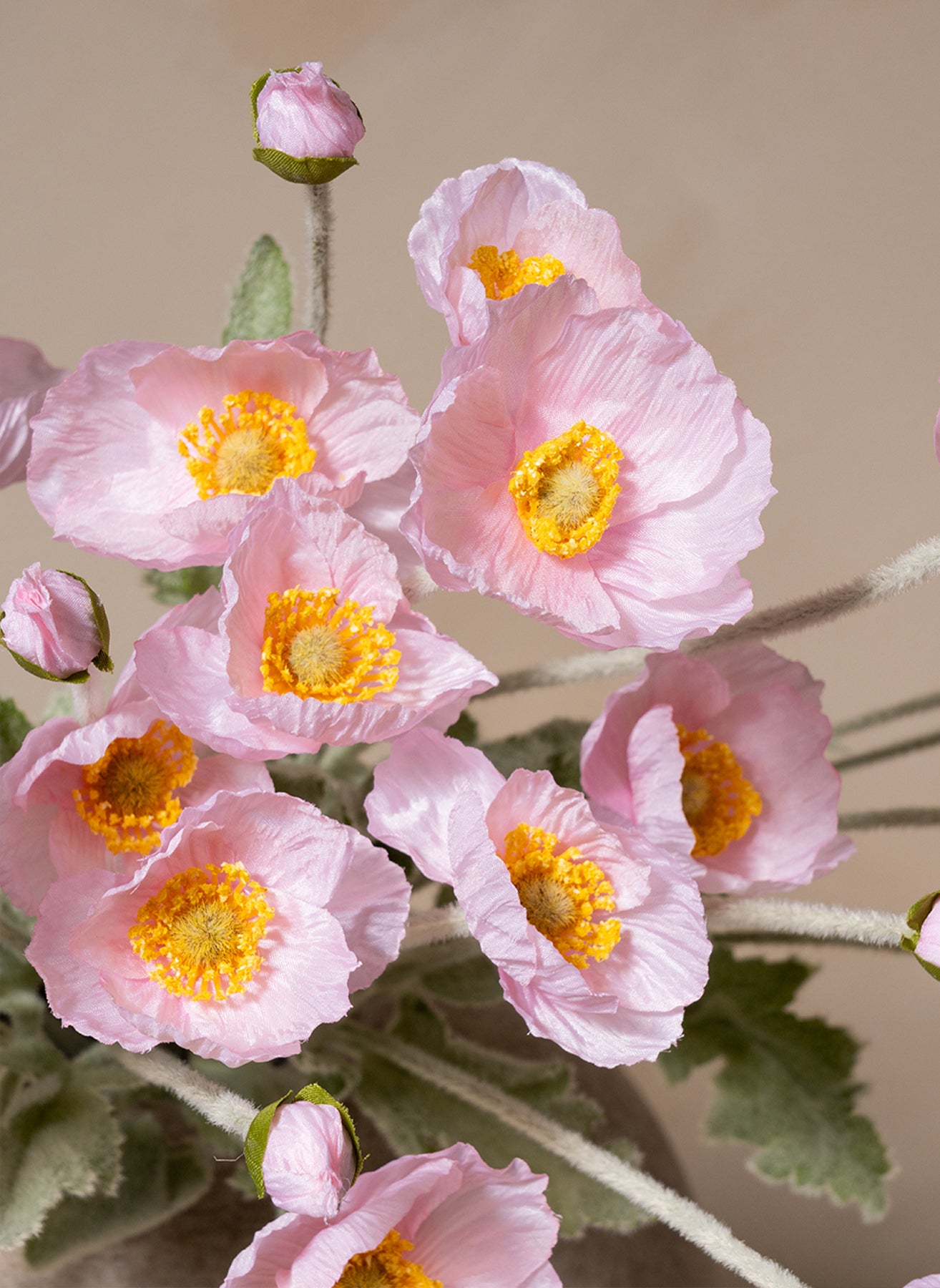 Seidenmohn - Hellrosa