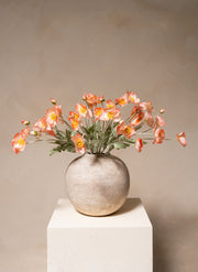 Seidenmohn - Altrosa