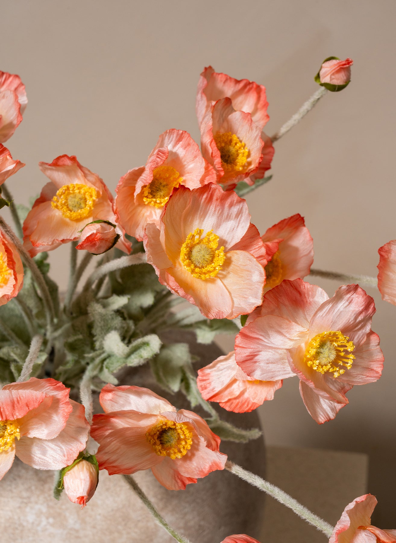 Seidenmohn - Altrosa