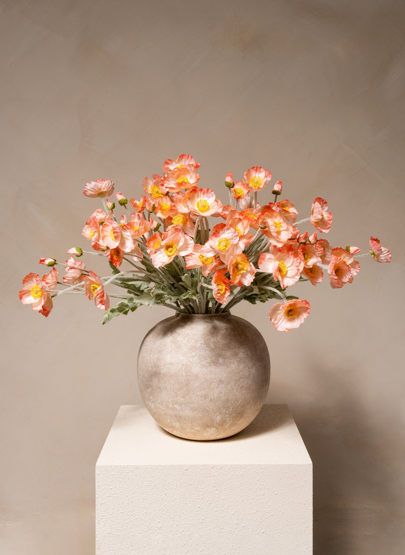 Seidenmohn - Altrosa