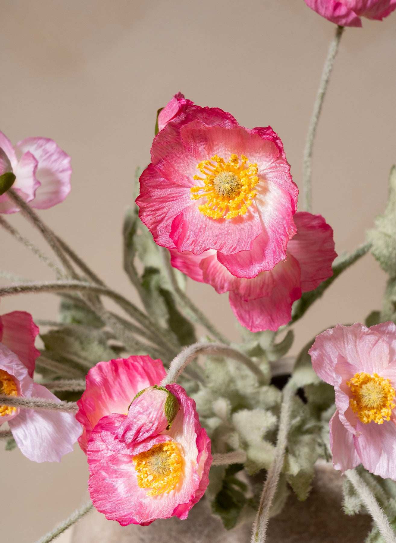 Seidenmohn - Rosa Mischung