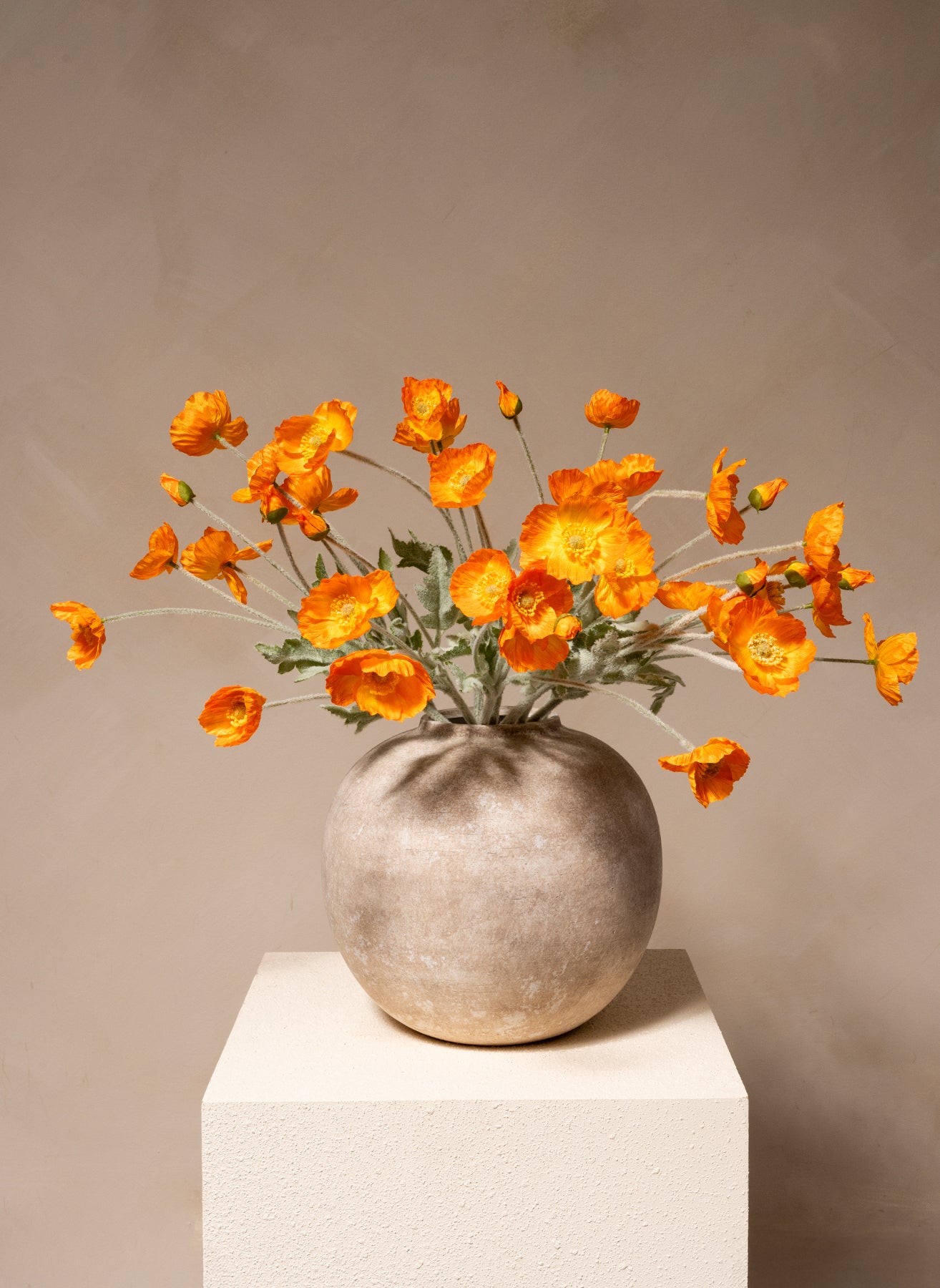 Seidenmohn - Hellorange