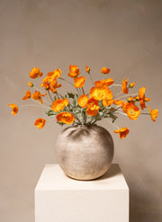 Seidenmohn - Hellorange