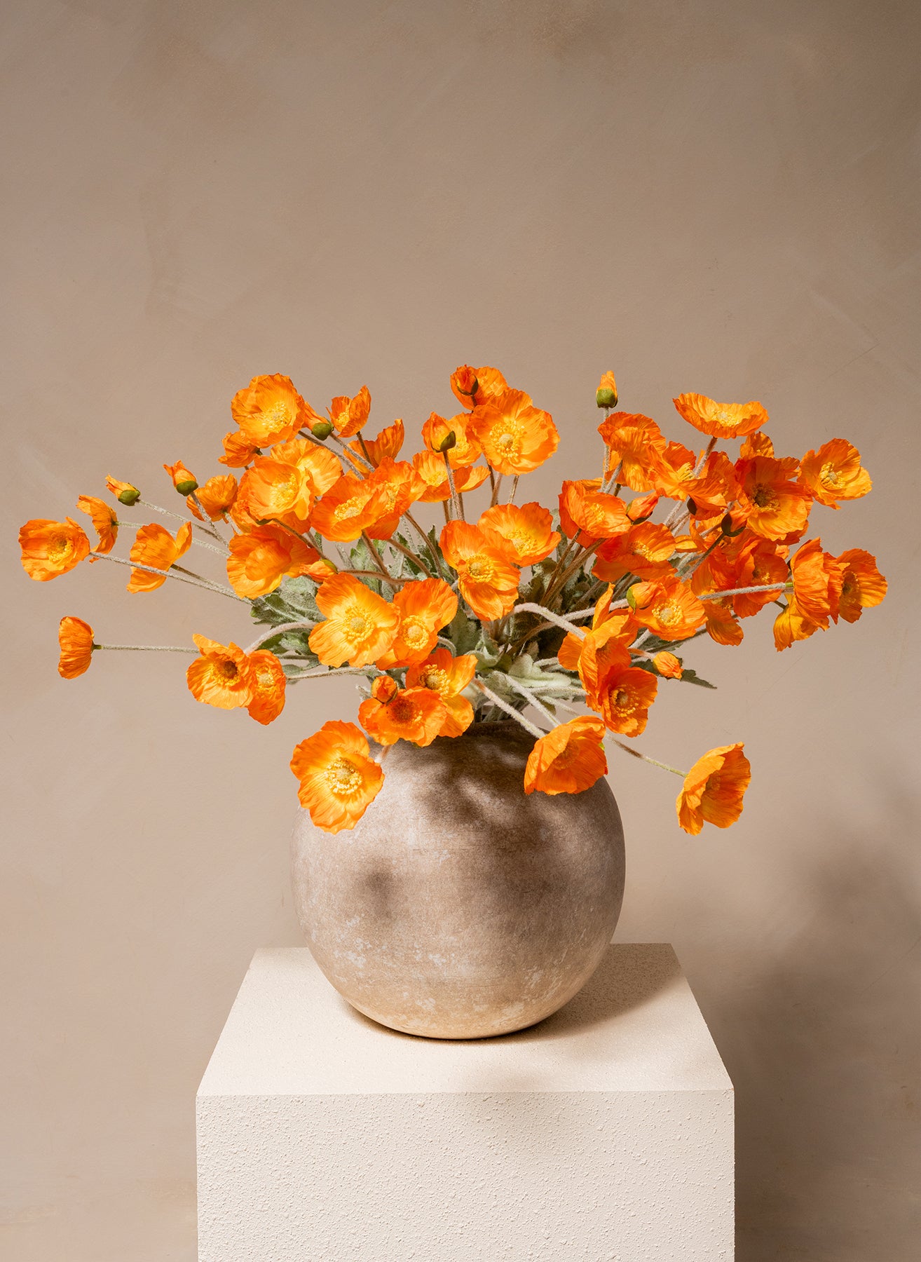 Seidenmohn - Hellorange