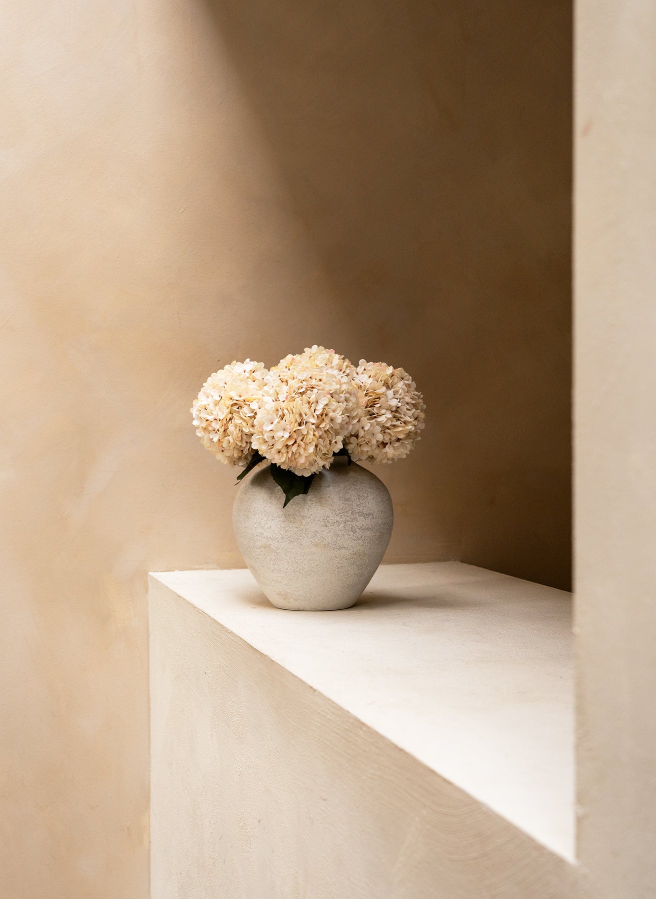 Große Seidenhortensie - Creme