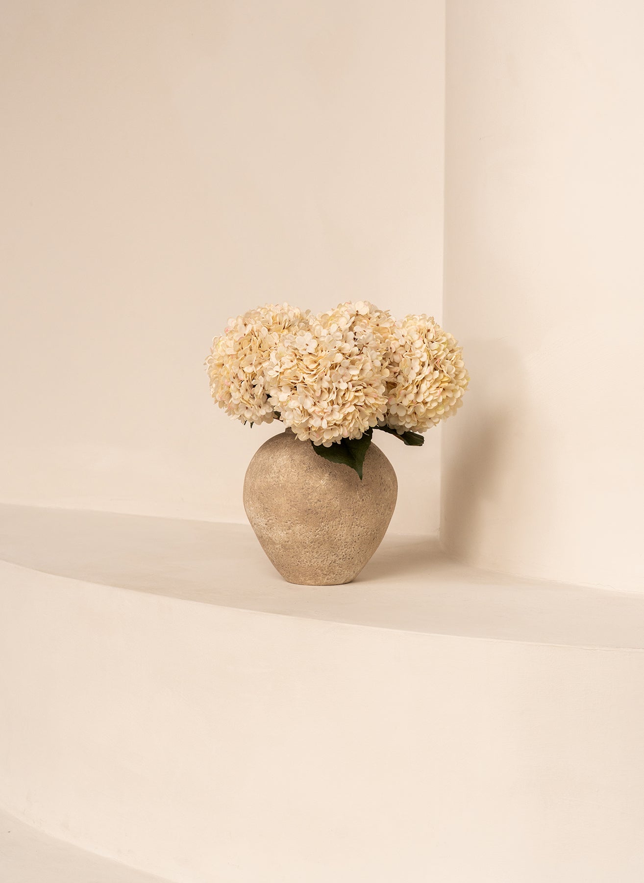 Große Seidenhortensie - Creme