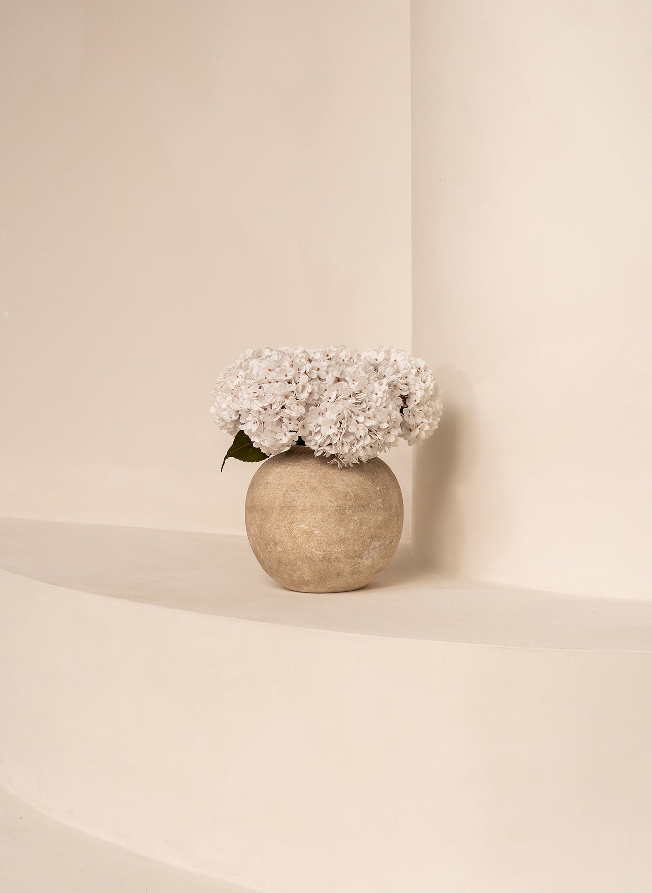 Große Seidenhortensie - Weiß