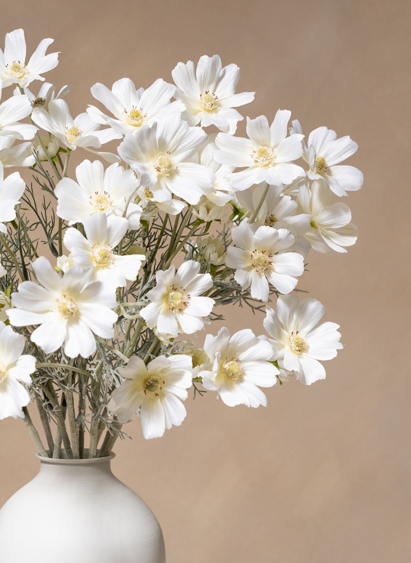 Seidenmargeriten (10 Stiele) - Weiß