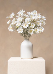 Seidenmargeriten (10 Stiele) - Weiß