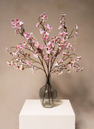 Kirschblüten - Rosa