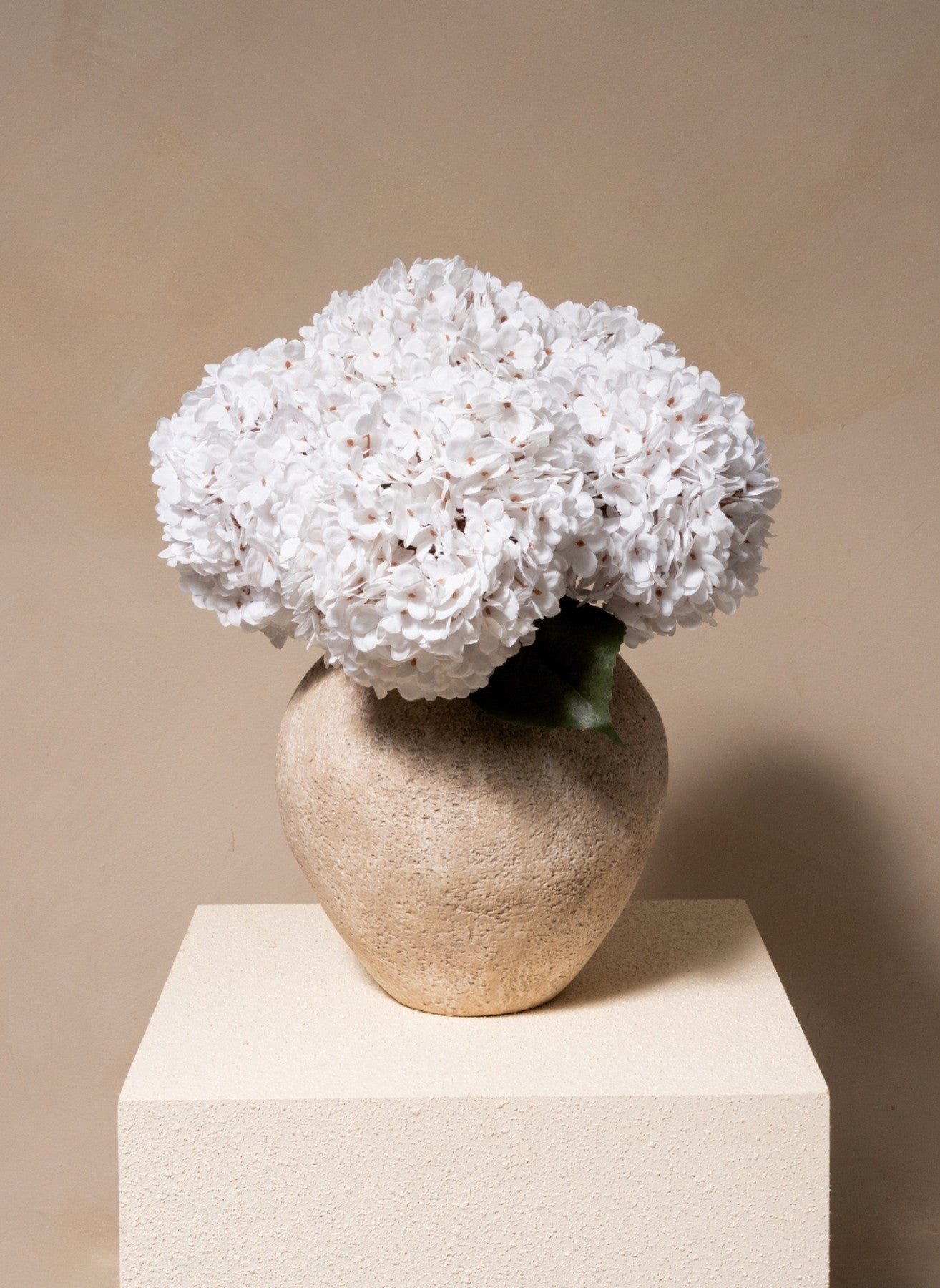 Große Seidenhortensie - Weiß