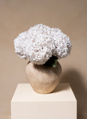 Große Seidenhortensie - Weiß