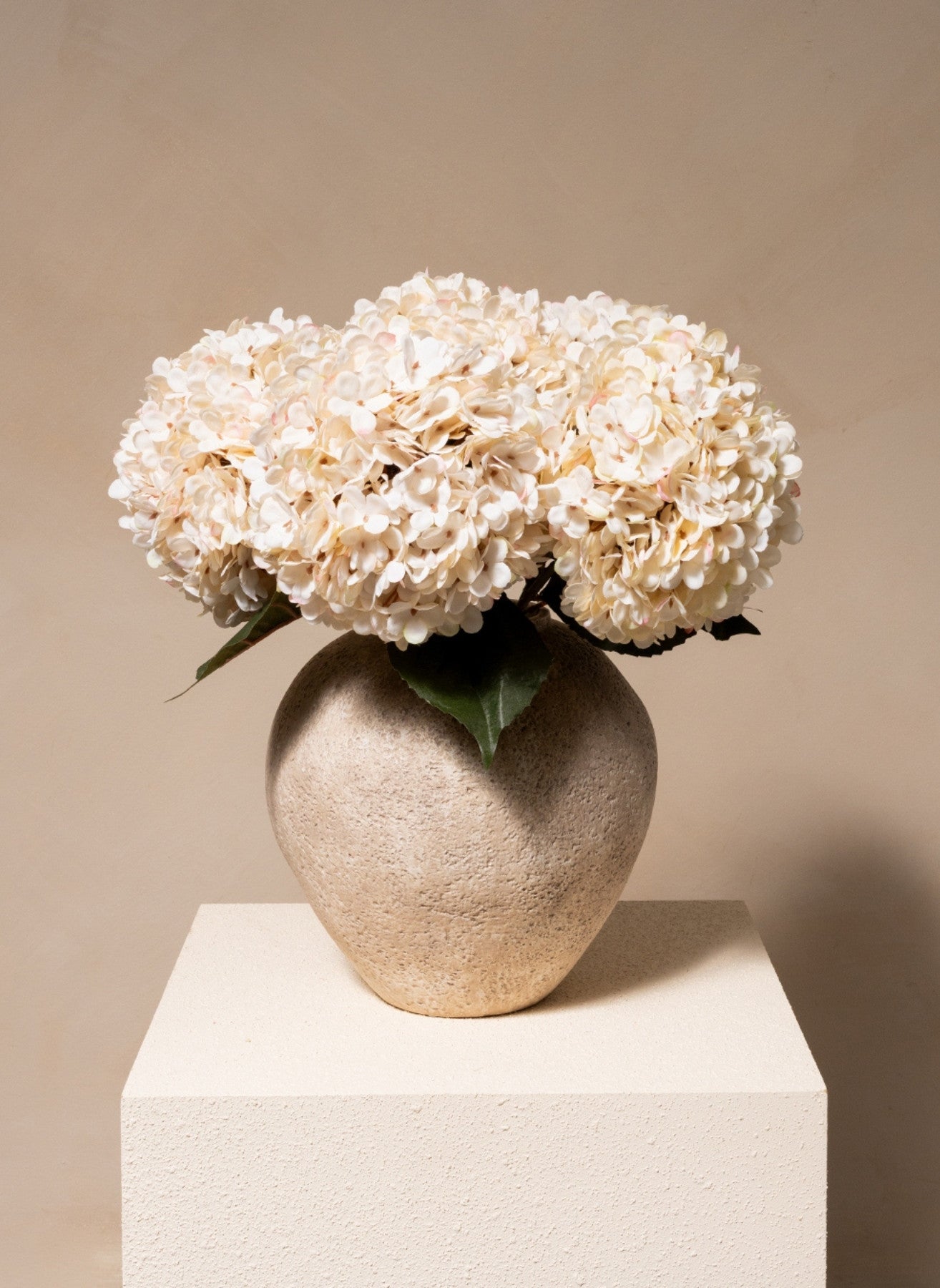 Große Seidenhortensie - Creme