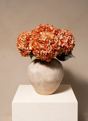 Große Seidenhortensie - Orange